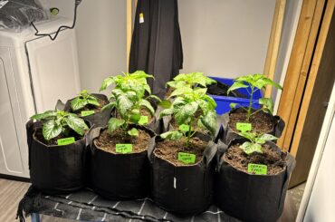 Soil temperature?