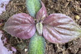 Nazgul Pumpkin Pie leaf color