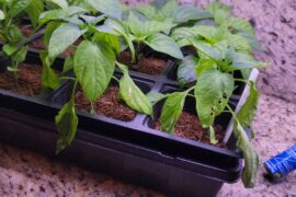 Hardening off question