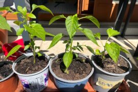 Size Variance - are we doin‘ ok here?