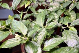 which pepper plant should I add to my crew?