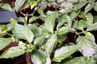 which pepper plant should I add to my crew?