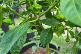 Broad mite survivor!!