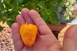 First ripe habanero