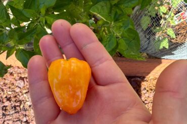 First ripe habanero