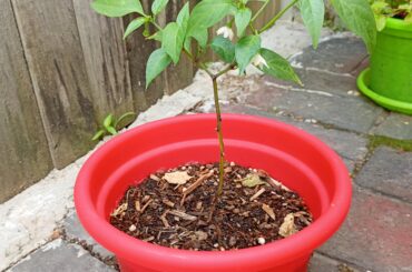 Jalapeno plant help