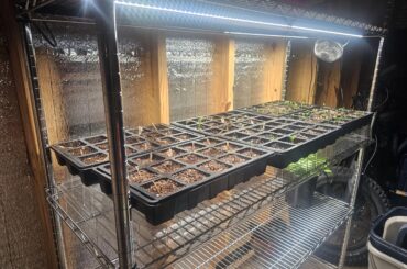 Any pepper growers in 9b/Houston?