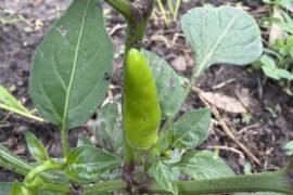 Identify Pepper Help