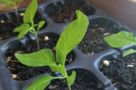 Primotali Chocos: When should i repot these guys?