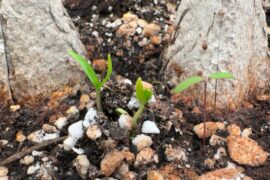 Bell Pepper Question