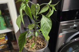 What do my cayenne need?