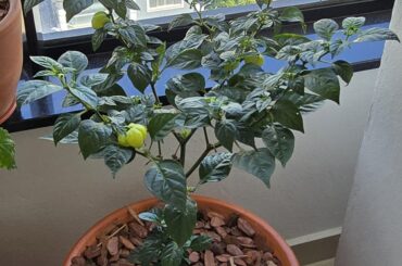 My tiny Habanero