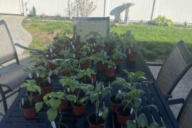 Hardening Off Peppers!