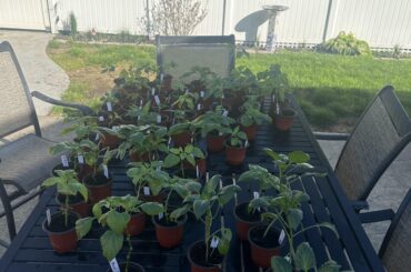 Hardening Off Peppers!