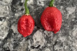 Can someone please identify?