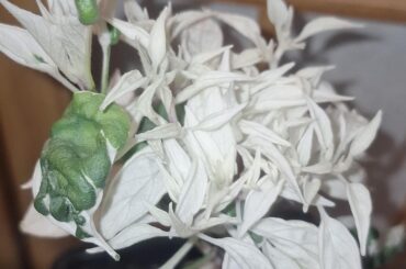 It's still living!