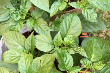 New leaves look weird