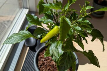 Pest issue