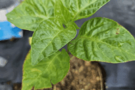 Need Help. Dying carolina reaper seedling.