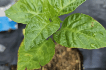 Need Help. Dying carolina reaper seedling.