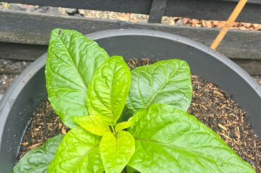 My reapers are going outside