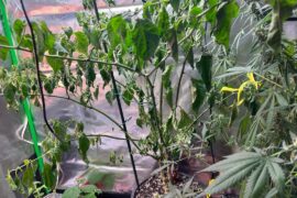 Left town and forgot to water will my pepper plant be ok?