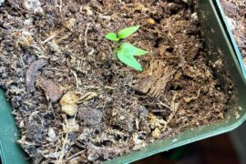 Chocolate primotalii seedlings