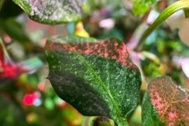 Never seen this before. What’s going on with my pepper leaves?
