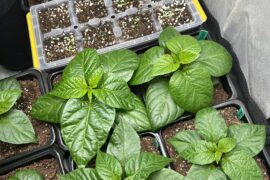 Second attempt at super hots