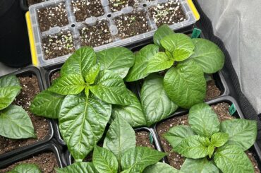 Second attempt at super hots