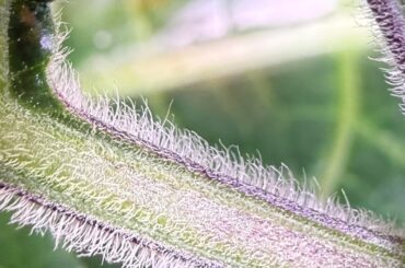 Pepper trichomes?