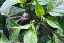 Peppers are already fruiting?