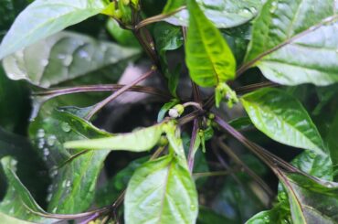 Peppers are already fruiting?