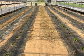 Finally got the high tunnel planted. A week late, but the plants are the healthiest we've ever seen.