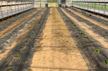 Finally got the high tunnel planted. A week late, but the plants are the healthiest we've ever seen.