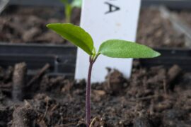 why are some of my habanada seeds their stems purple and some not, were my seeds faulty?