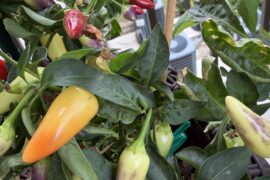 What type of pepper is this?