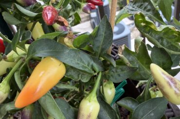 What type of pepper is this?