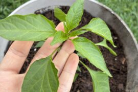 Most of my new growth leaves on my serrano look crumpled for some reason. Anybody know if this is an issue?