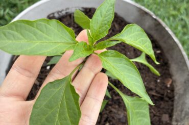 Most of my new growth leaves on my serrano look crumpled for some reason. Anybody know if this is an issue?