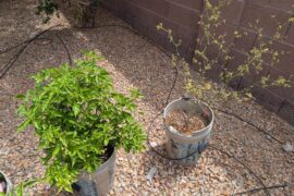 I'm getting death vibes from this Ghost Pepper plant.