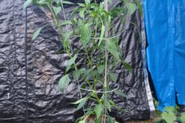 My tall Poblano.. should I have picked so many early flowers?