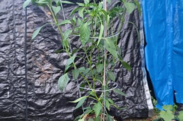 My tall Poblano.. should I have picked so many early flowers?