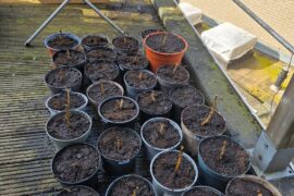 Rip to overwintered plants?