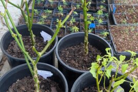 Successfully overwintered just to see