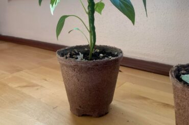 I have peppers!