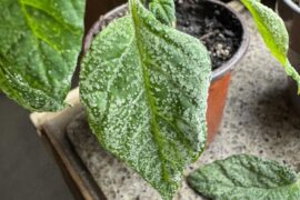 What on earth is this now??