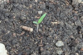 A welcome find in my (parents) greenhouse. I didn't plant it there. But I can't tell if it is a bell pepper or tomato yet. I believe the latter.