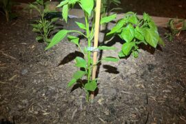 Is this arbol looking leggy?