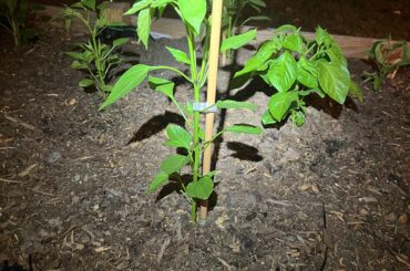 Is this arbol looking leggy?